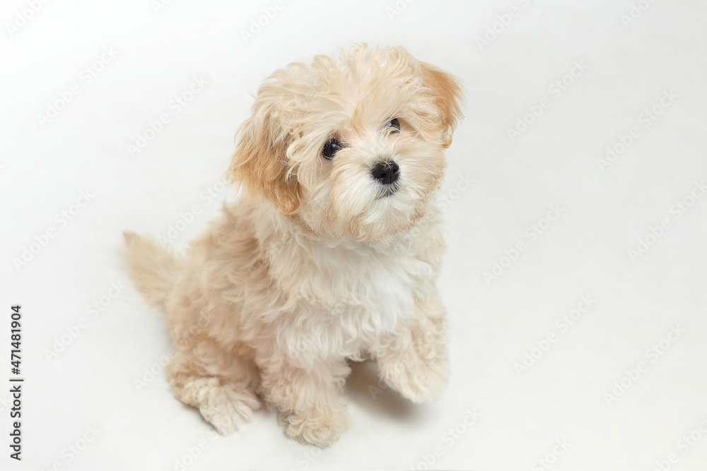 young shaggy puppy maltipu sits in the studio on a white background young shaggy puppy maltipu sits in the studio on a white background