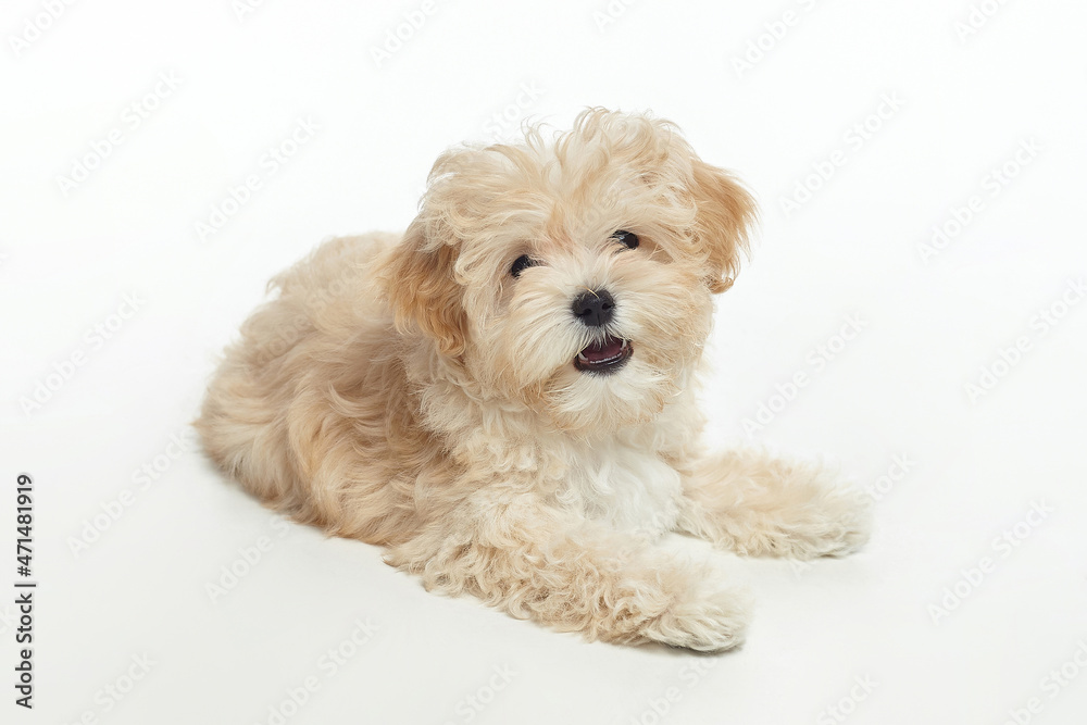 young shaggy puppy maltipu in the studio on a white background young shaggy puppy maltipu in the studio on a white background