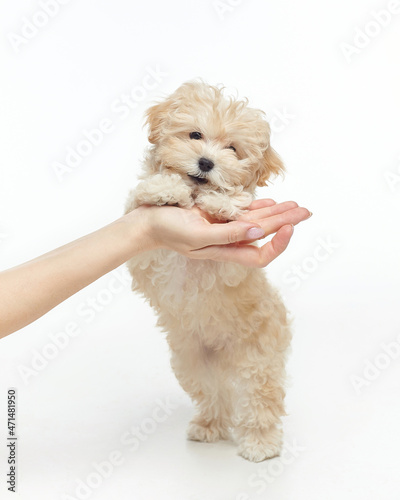 young shaggy puppy leans on a woman's hand. photo shoot in the studio on a white background