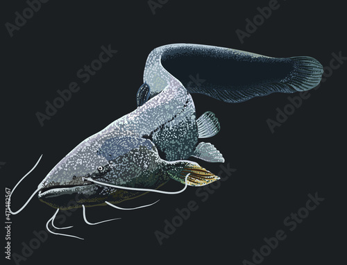 Drawing wels catfish,river monster fish, art.illstration, vecyor