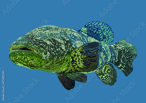 Drawing goliath grooper, monster fish, art.illustration, vector