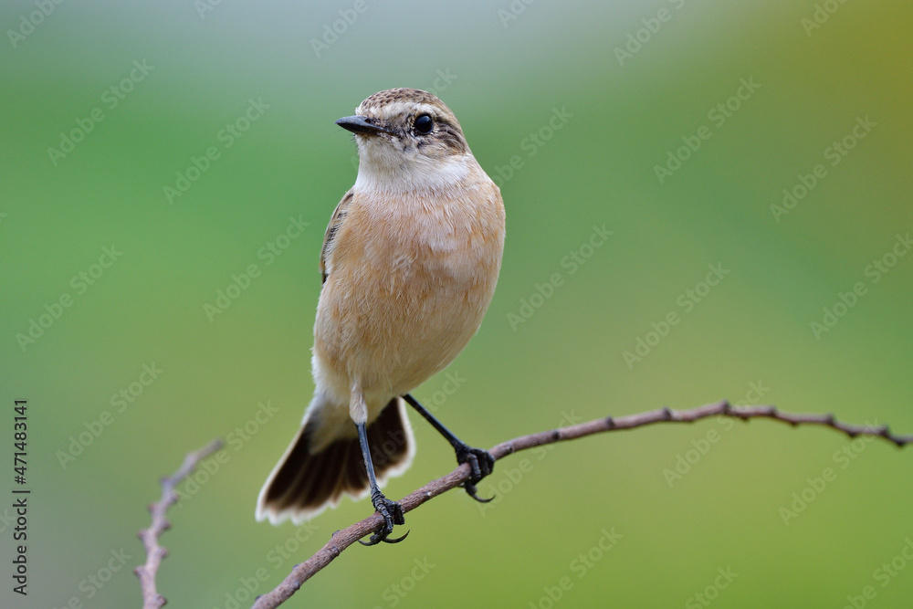 Naklejka premium sharp eyes and clear feathers of brown bird perching on thin branch over green background, female siberian stonechat