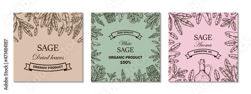 Set of hand drawn sage designs. Vector illustration in sketch style © Kseniia