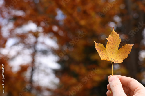 Woman holding beautiful autumn leaf near forest  closeup. Space for text