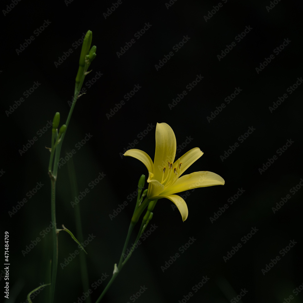Obraz premium ユウスゲ 網引湿原 Hemerocallis