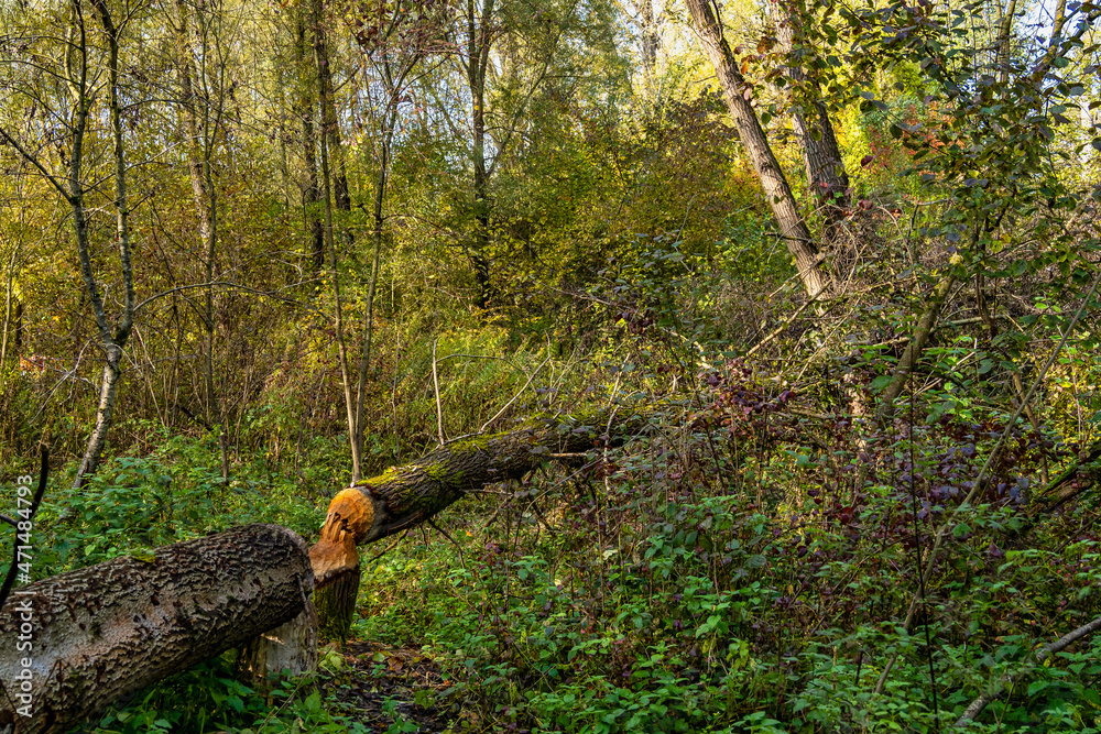 Autumnal atmosphere in the forest along the River Isar in Ismaning, Munich, Bavaria in Germany Autumnal atmosphere in the forest along the River Isar in Ismaning, Munich, Bavaria in Germany