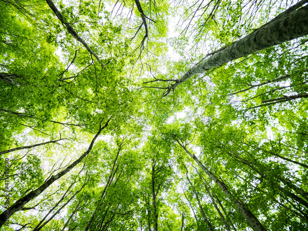 Fototapeta premium 森 大山、新緑のブナ林