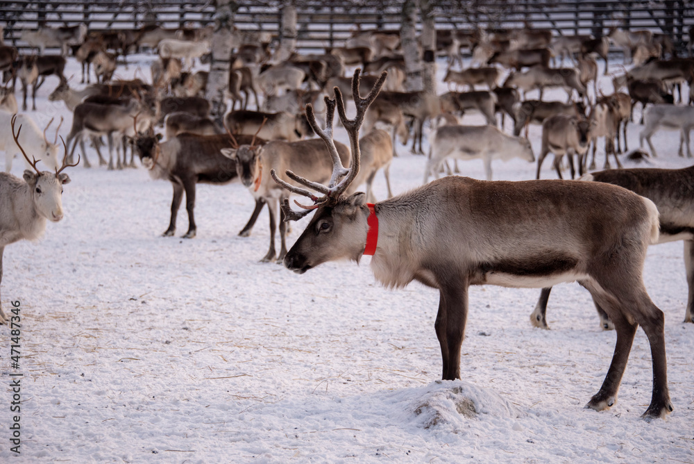 Obraz premium Rentiere in Lappland, Finnland