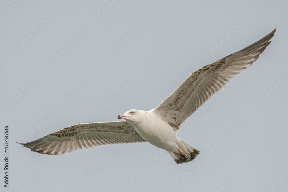 Yellow-legged gull - Larus michahellis Yellow-legged gull - Larus michahellis