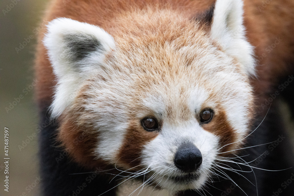 close up of a panda or panda close up of a panda or panda