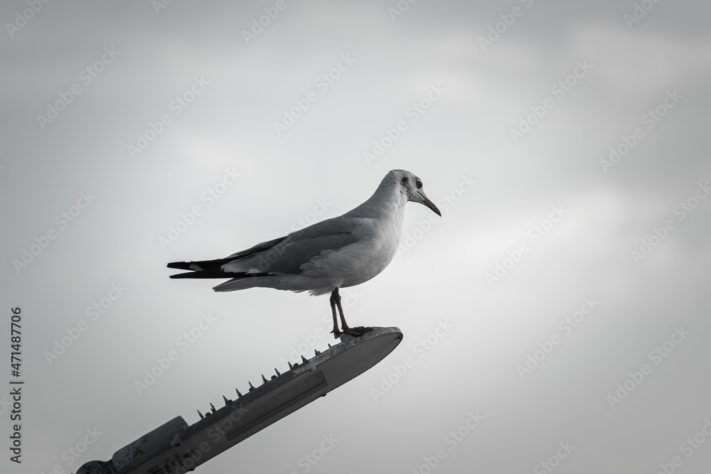 Obraz premium A lonely seagull is standing on street lighting lamp, photo in black ad white monotone. Animal portrait in outdoor photo.