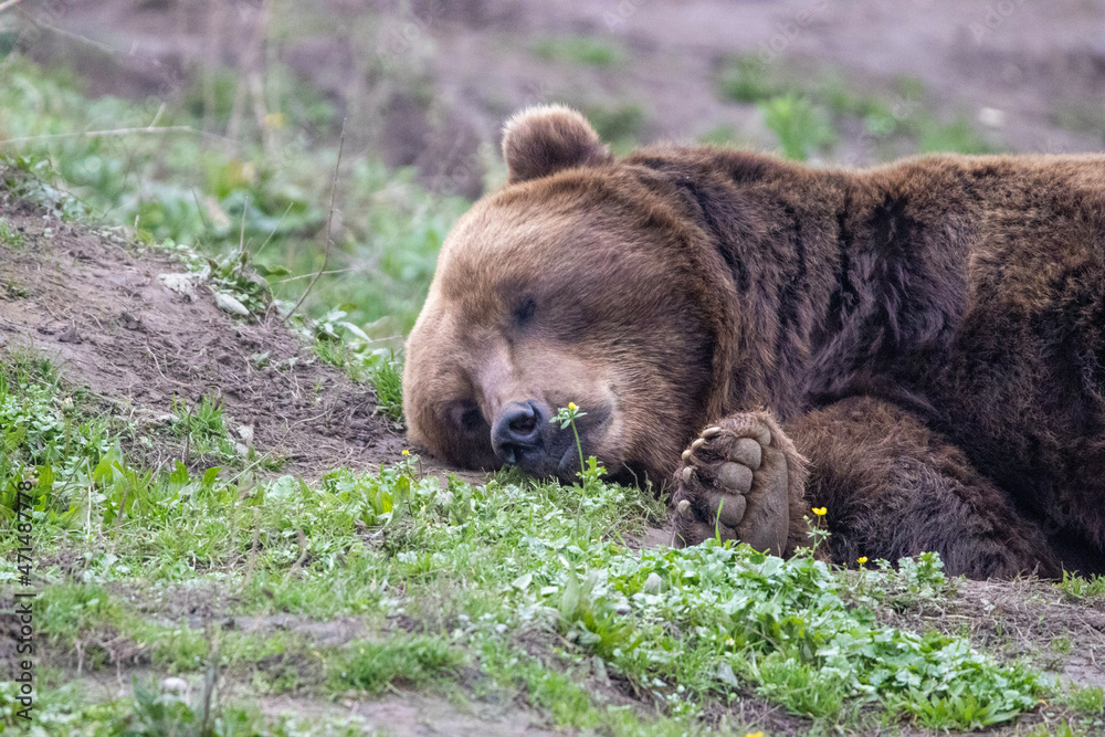 brown bear in the grass