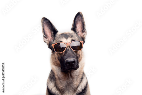 Portrait of a purebred red German shepherd in sunglasses on a white background with place for text.