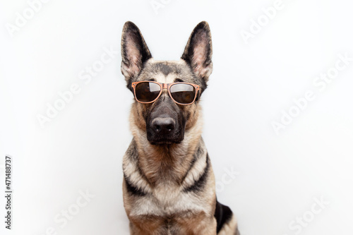 Portrait of a purebred red German shepherd in sunglasses on a white background with place for text.