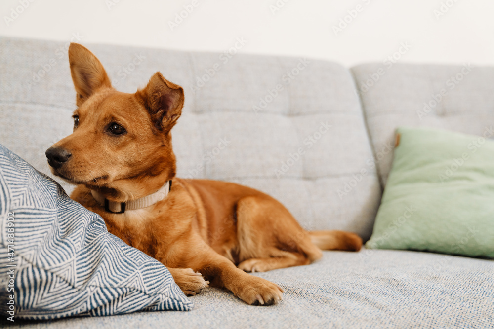 Ginger dog with collar looking aside while lying on sofa