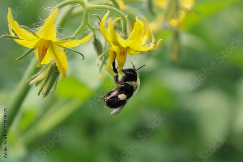 Canvastavla Bumblebee pollinating tomato orchard