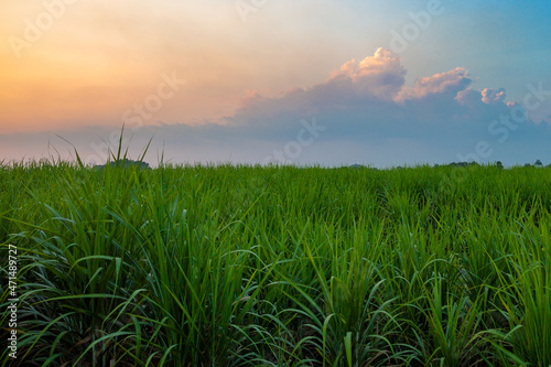 Country side view with sugar cane in the cane fields with mountain background. Nature and agriculture concept.