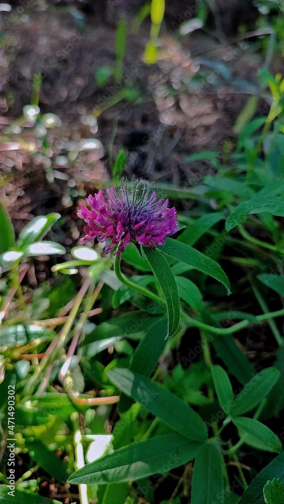 Obraz premium blooming pink clover in the forest 