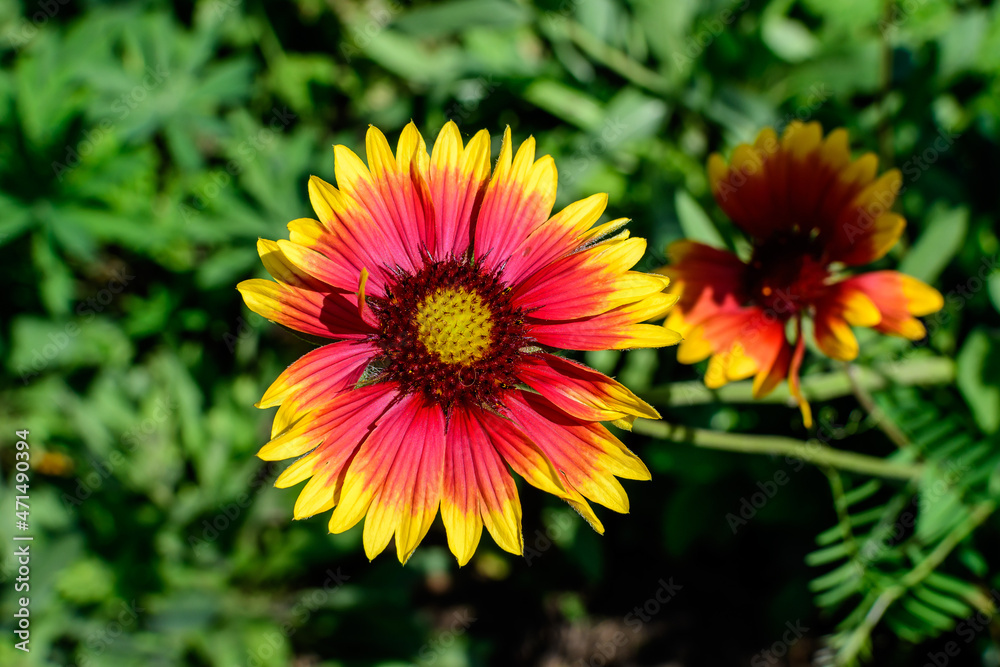 One vivid yellow and red Gaillardia flower, common known as blanket flower, and blurred green leaves in soft focus, in a garden in a sunny summer day, beautiful outdoor floral background. One vivid yellow and red Gaillardia flower, common known as blanket flower, and blurred green leaves in soft focus, in a garden in a sunny summer day, beautiful outdoor floral background.