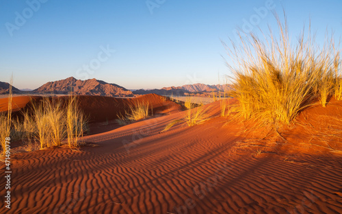 Fototapeta Naklejka Na Ścianę i Meble -  Red dunes of Elim in Namib, Sesriem, Namibia