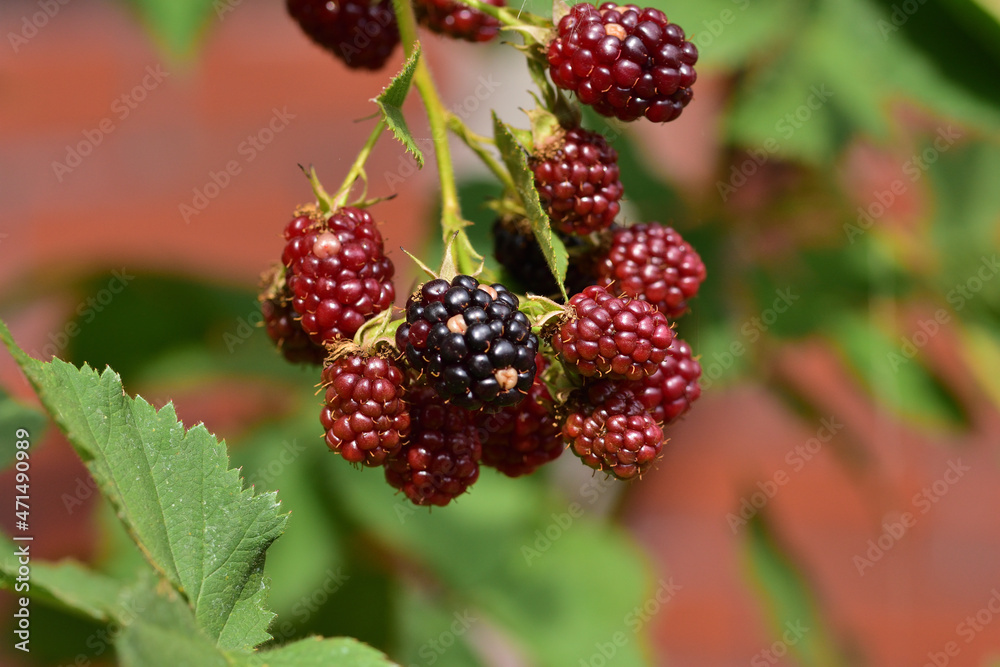 Ripe and unripe raspberries on the same bush with low magnification emitted from the background. Ripe and unripe raspberries on the same bush with low magnification emitted from the background.