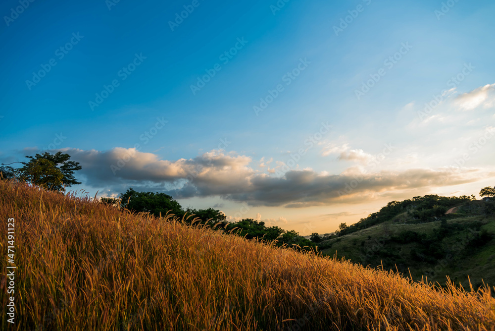 mountain meadow in sunset light