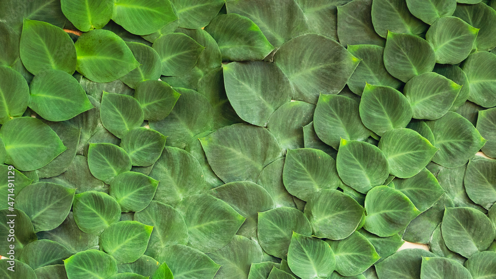 Fototapeta premium Green leaves background of a plant.