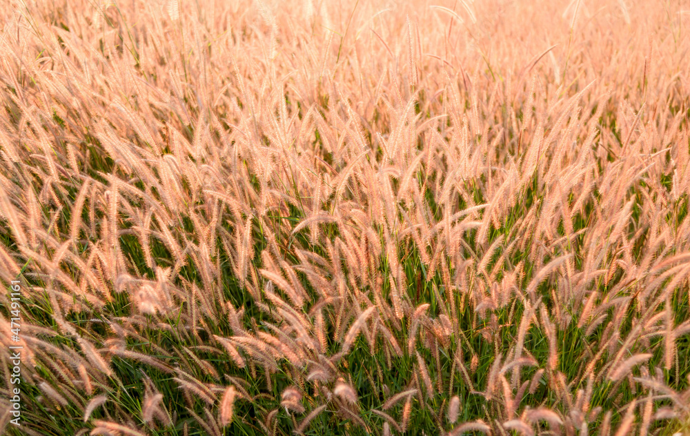 Fototapeta premium mountain meadow in sunset light