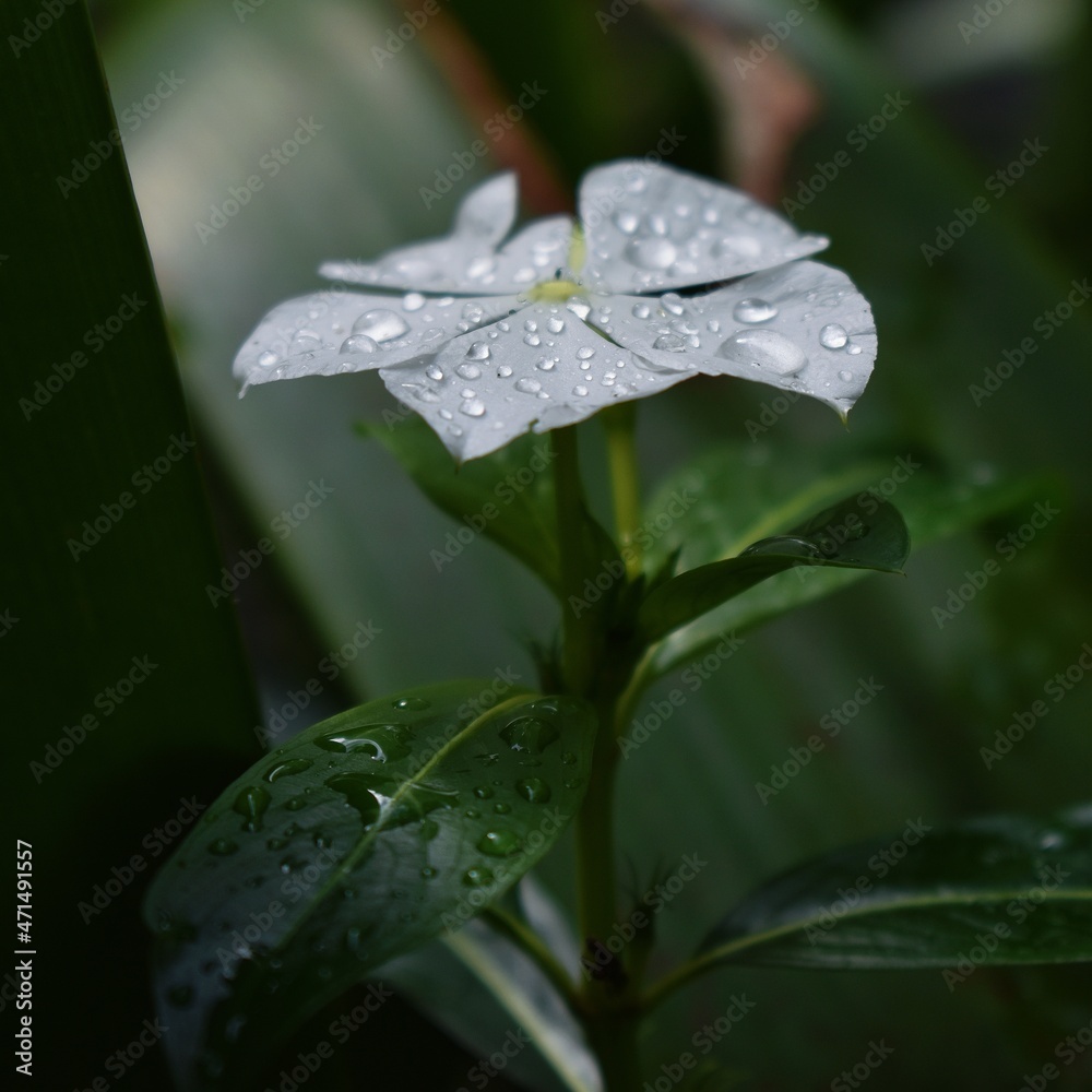 Beautiful white flower in the middle of the humid forest with the fresh morning dew Beautiful white flower in the middle of the humid forest with the fresh morning dew