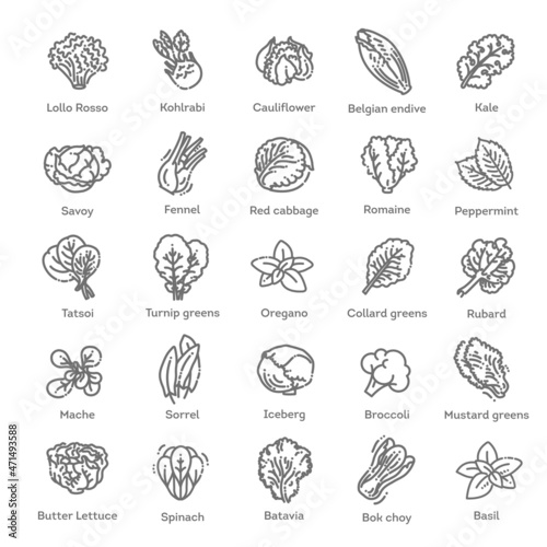 Vector vegetarian healthy food leaf set