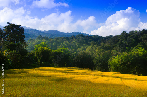 Rural scenery with golden paddy rice farm Mountain peak range landscape.Green mountain range view. Mountain peak blue sky white clouds