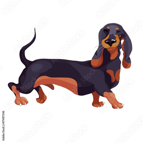  Illustration of a dachshund on a white background. Pets. Cute dog. Funny cartoon dog for printing. Illustration for printing on children's textiles, postcards, stickers, stationery, clothes. photo