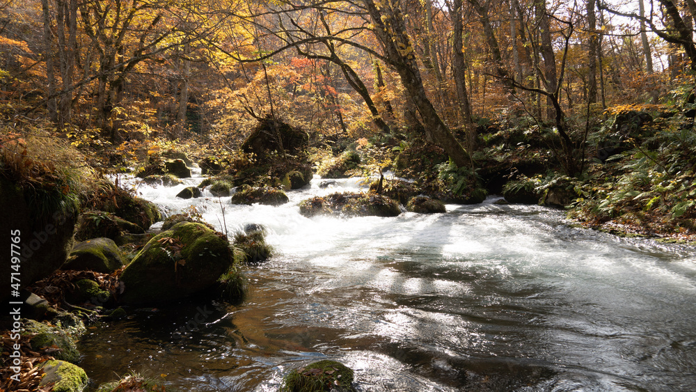 stream in the forest stream in the forest
