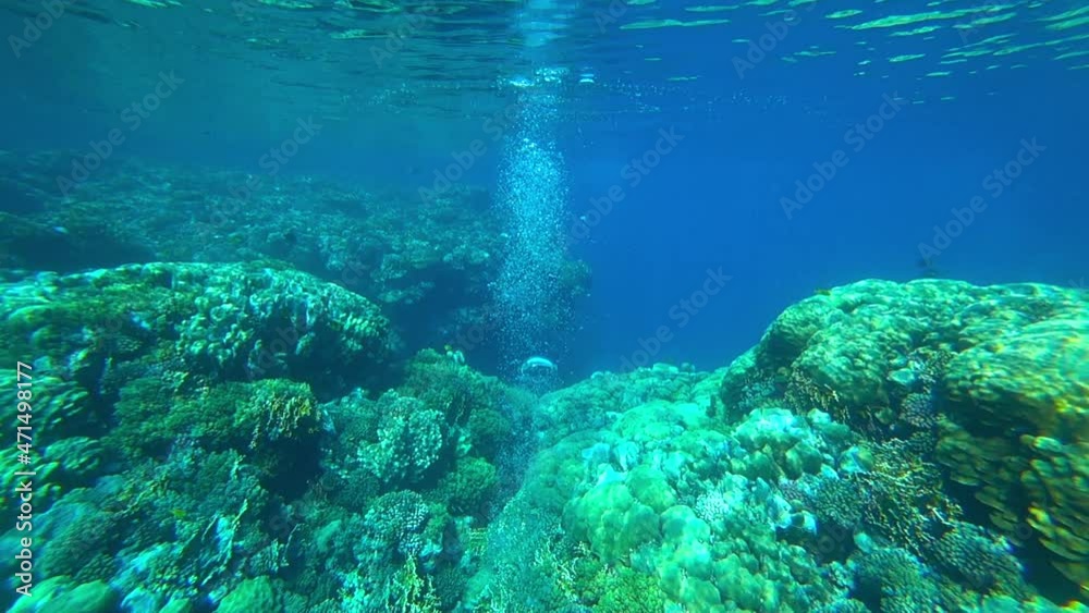scuba divers swim underwater inside the reef