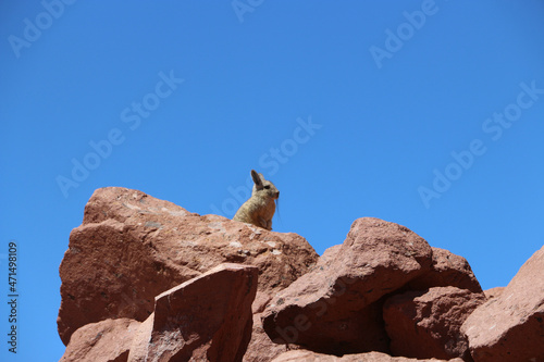 Animales salvajes en el Desierto de Atacama
