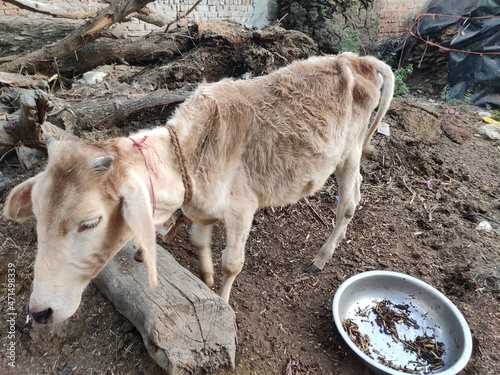  calf