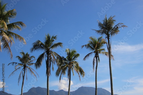 palm tree on the beach © khairun