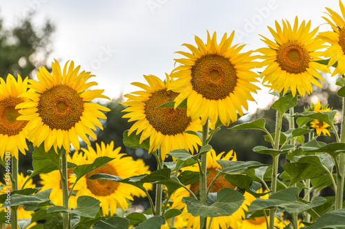 sunflowers in the field in Toscana