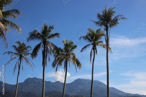 palm trees on the beach © khairun