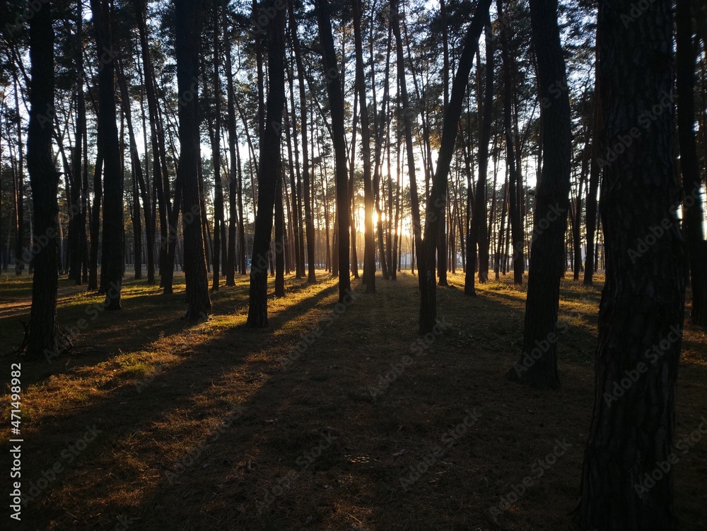 Obraz premium path in the forest