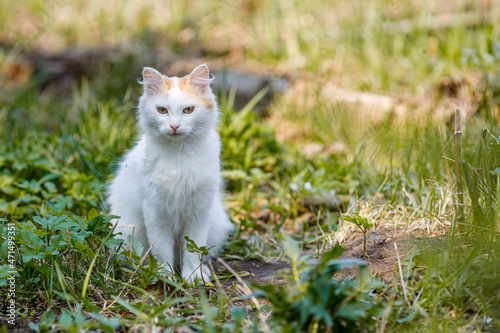 white cat sits on the ground around the growing grass  summer day happy cat