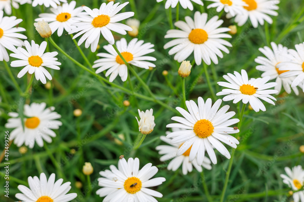 many daisies with white petals on the field, side view. row of daisies, summer flowers