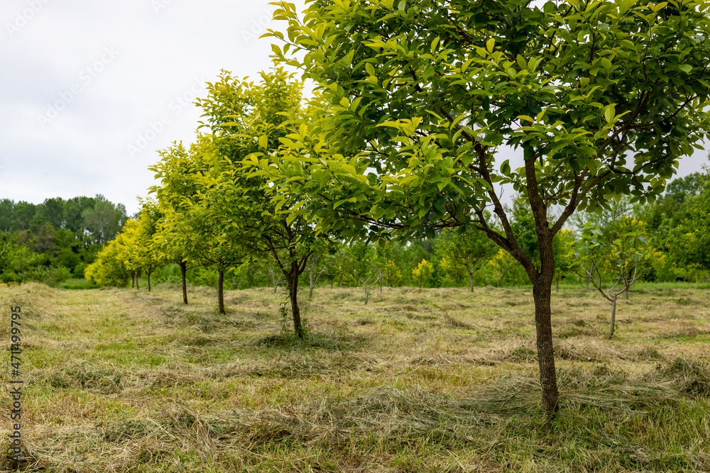 fruit trees with fresh foliage grow in a row