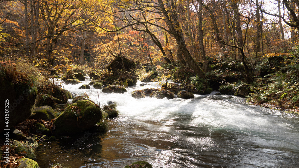 stream in the forest