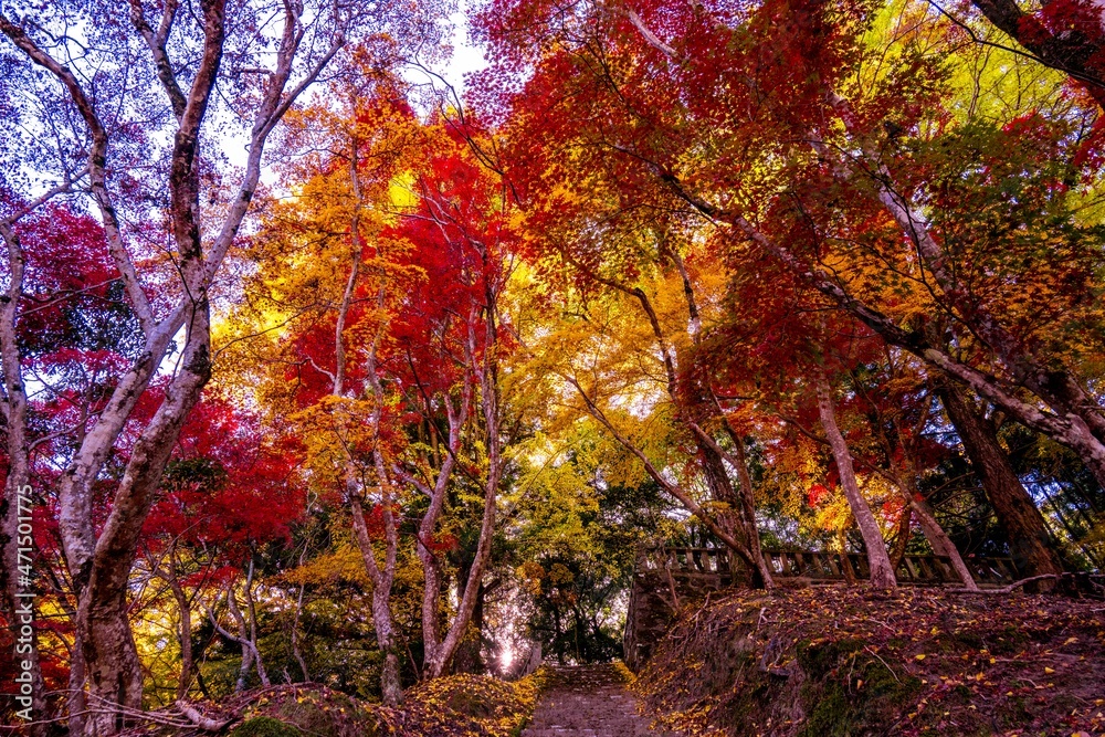 御霊もみじ