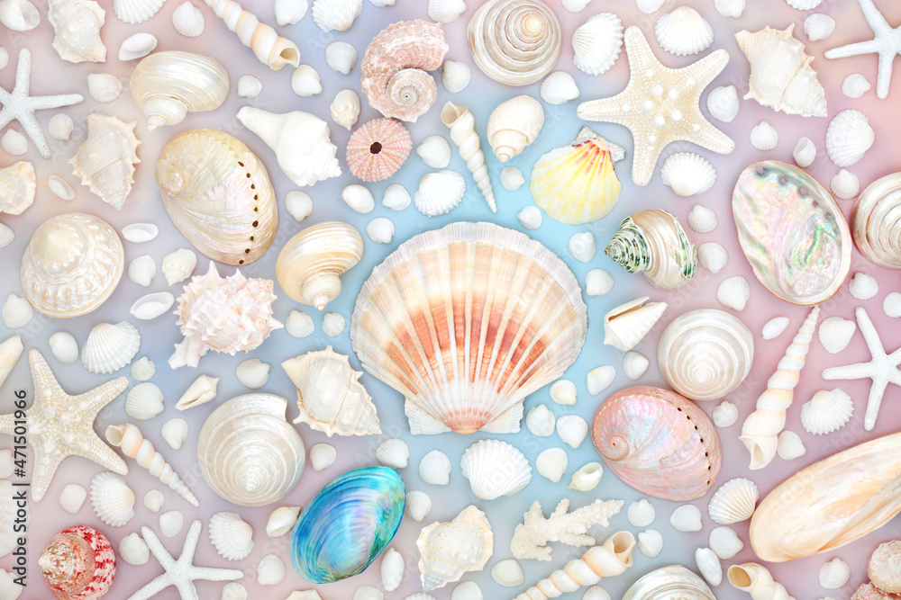 Seashell background large collection featuring scallop shell on rainbow coloured sky cloud background. Abstract detailed nature composition. Flat lay, top view. Seashell background large collection featuring scallop shell on rainbow coloured sky cloud background. Abstract detailed nature composition. Flat lay, top view.