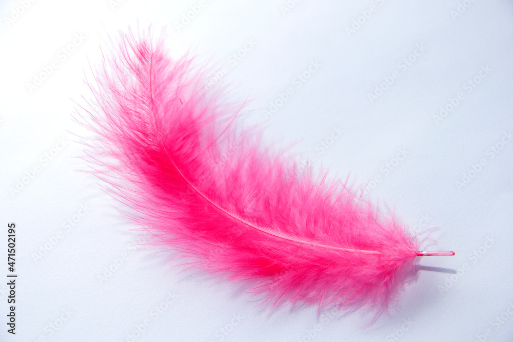 Pink feather on a white background. Ease in everything Pink feather on a white background. Ease in everything
