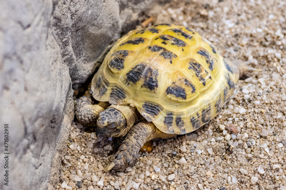 Turtle in the Kazan Aquarium. Tourist places of Kazan. Turtle in the Kazan Aquarium. Tourist places of Kazan.