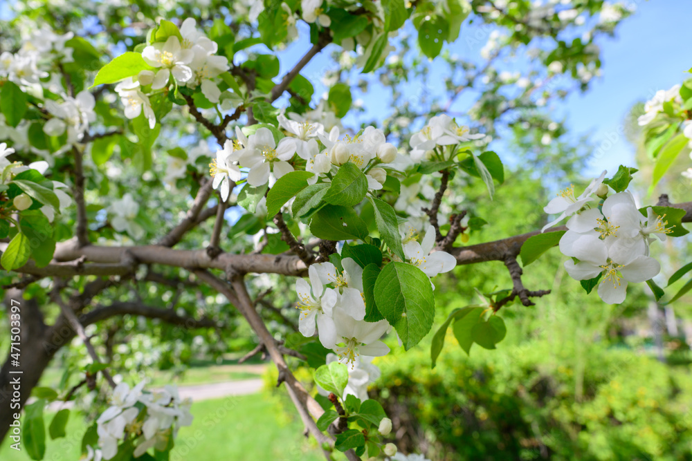 White Apple Flowers. Beautiful flowering apple trees. Background with blooming flowers in spring day. Blooming apple tree Malus domestica close-up. Apple Blossom.