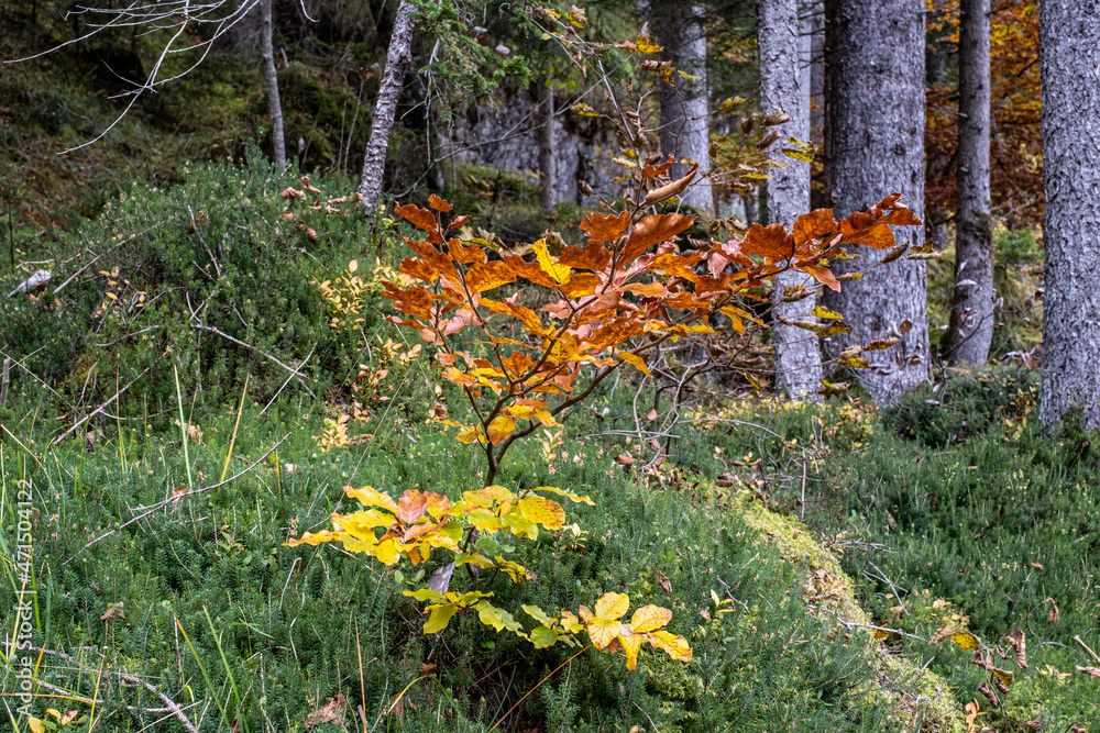 Fototapeta premium Trentino, Boschi in Val Canali